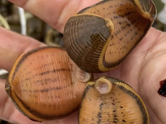 WilliamHill威廉希尔卵茧