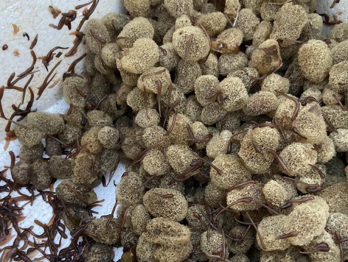 WilliamHill威廉希尔卵茧