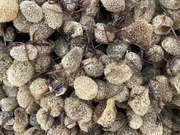 WilliamHill威廉希尔卵茧