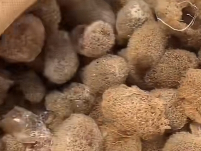 WilliamHill威廉希尔卵茧