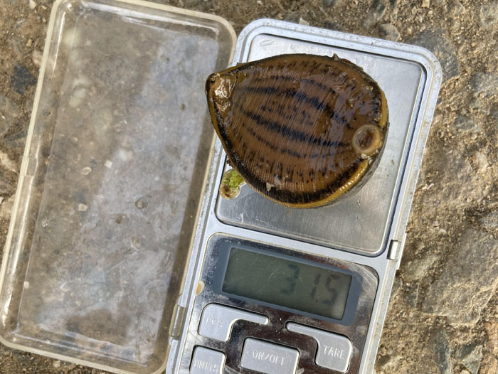 WilliamHill威廉希尔幼苗