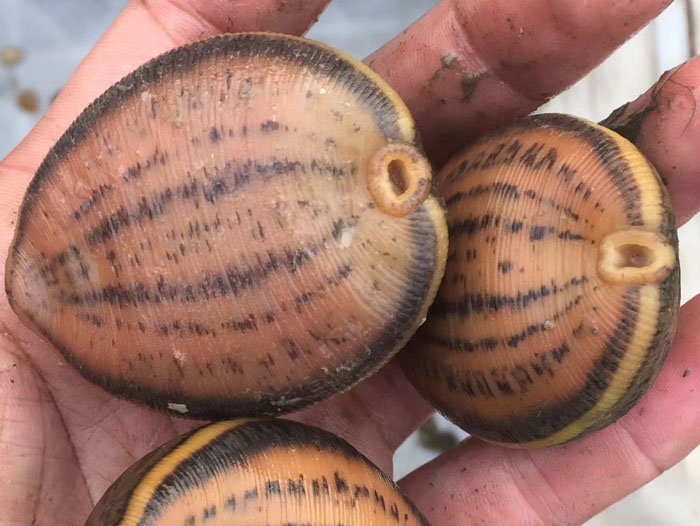 WilliamHill威廉希尔幼苗