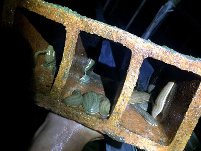 WilliamHill威廉希尔幼苗