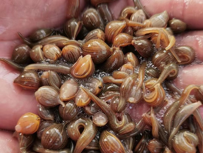 WilliamHill威廉希尔成苗