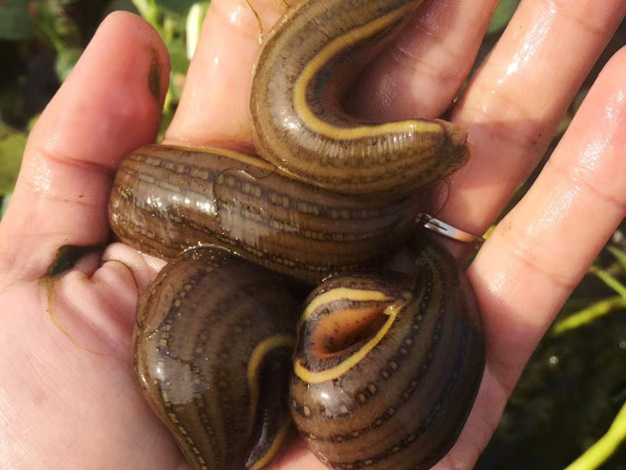 WilliamHill威廉希尔成苗