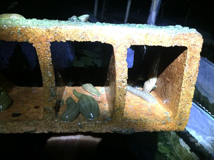 WilliamHill威廉希尔成苗