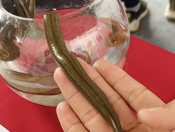 WilliamHill威廉希尔成苗