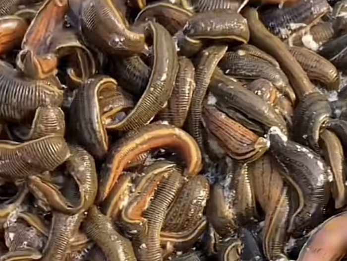 WilliamHill威廉希尔成苗