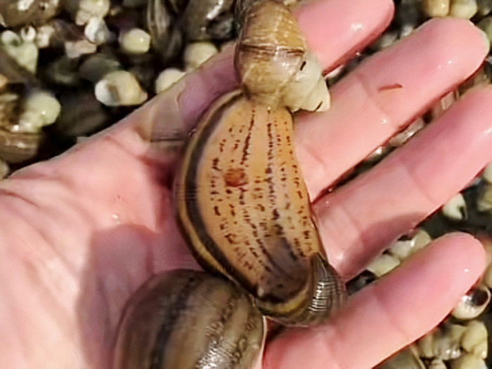 WilliamHill威廉希尔成苗