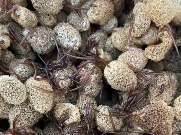 WilliamHill威廉希尔卵茧