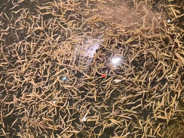 WilliamHill威廉希尔卵茧