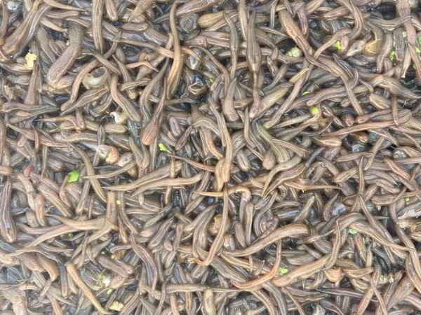 WilliamHill威廉希尔卵茧