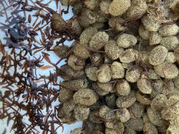 WilliamHill威廉希尔卵茧