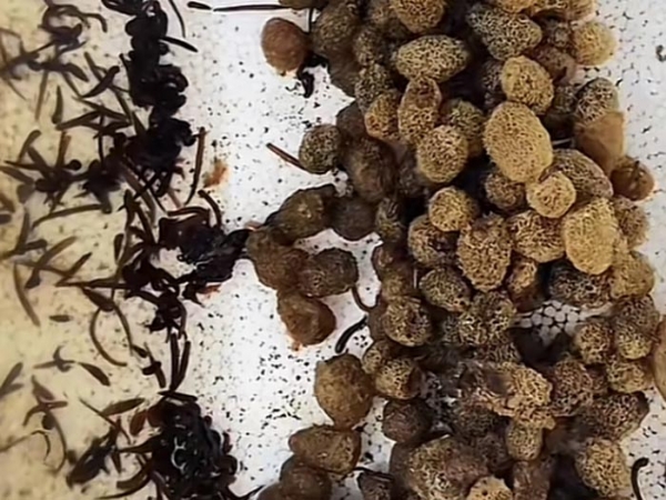 WilliamHill威廉希尔卵茧