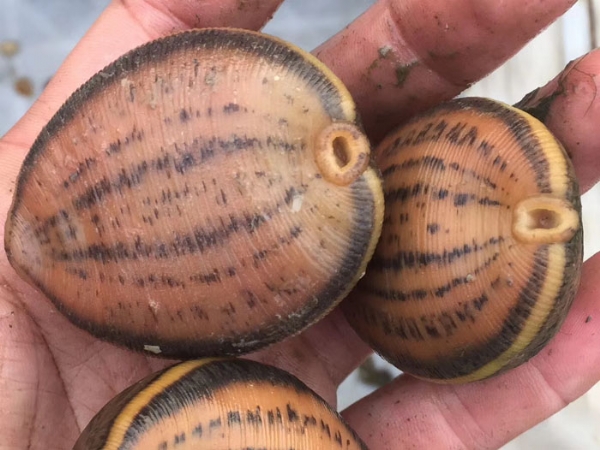 WilliamHill威廉希尔幼苗