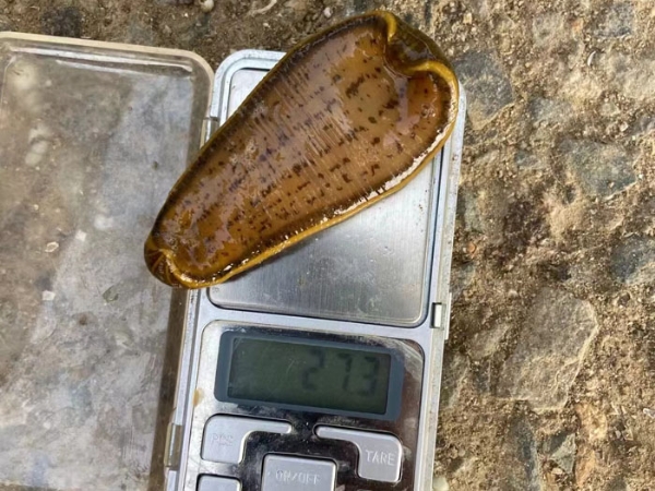 WilliamHill威廉希尔幼苗