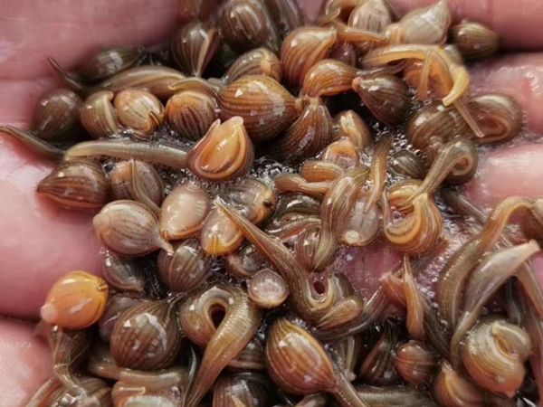 WilliamHill威廉希尔幼苗