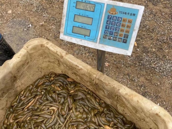 WilliamHill威廉希尔幼苗