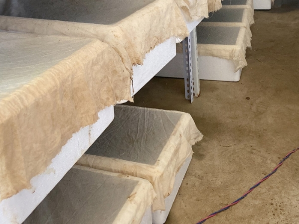 WilliamHill威廉希尔幼苗