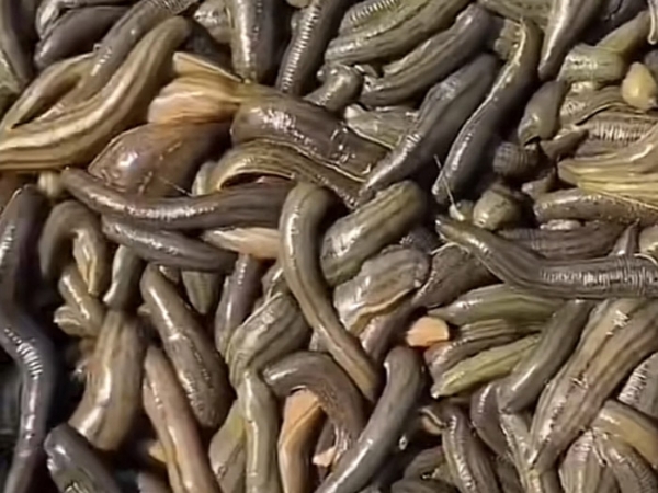 WilliamHill威廉希尔幼苗