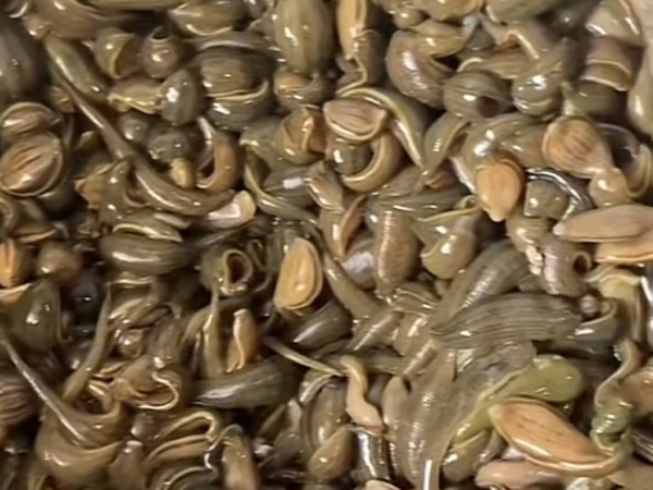 WilliamHill威廉希尔幼苗