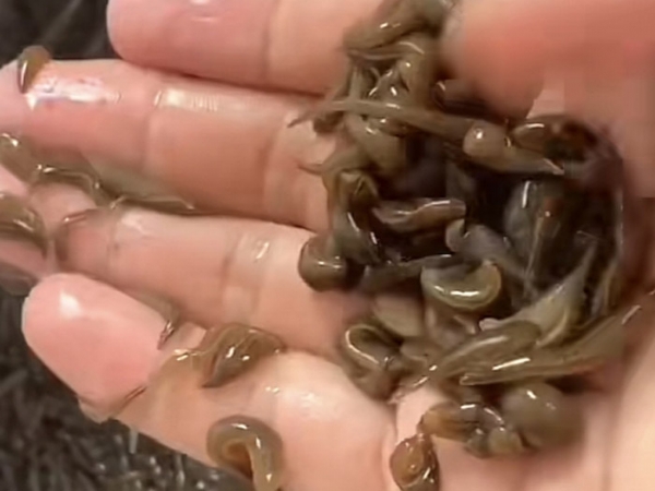 WilliamHill威廉希尔幼苗