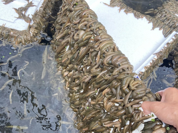 WilliamHill威廉希尔成苗