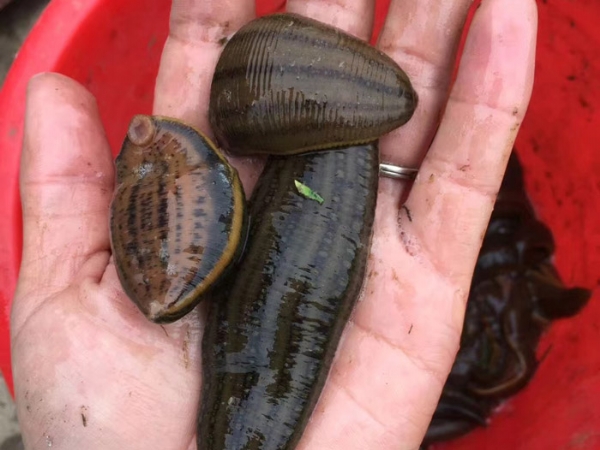 WilliamHill威廉希尔成苗