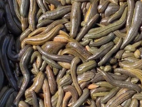 WilliamHill威廉希尔成苗