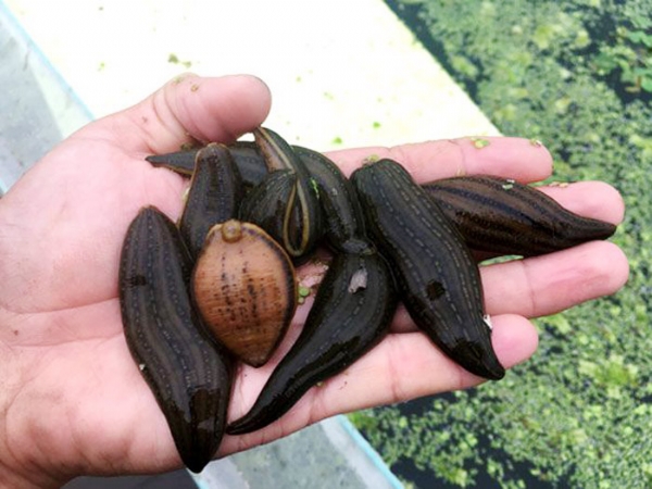 WilliamHill威廉希尔成苗