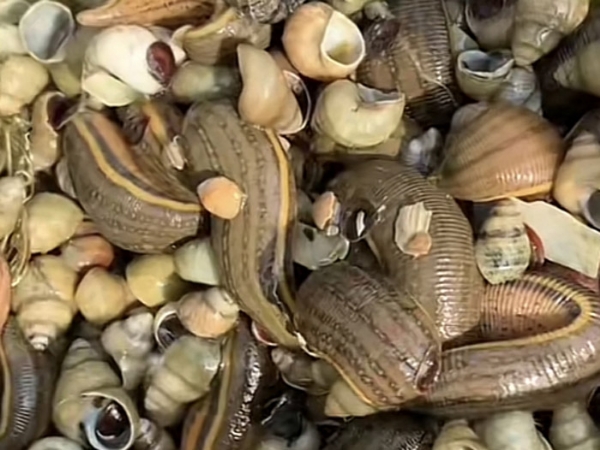 WilliamHill威廉希尔成苗