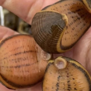 WilliamHill威廉希尔卵茧