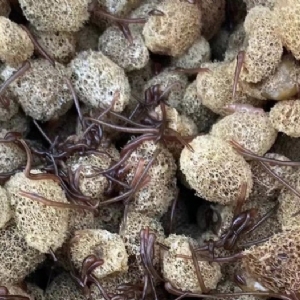 WilliamHill威廉希尔卵茧