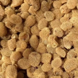 WilliamHill威廉希尔卵茧