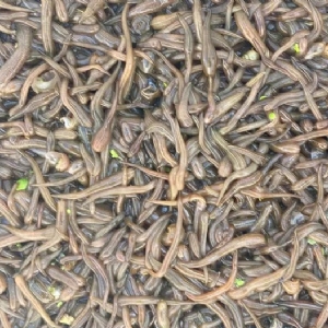 WilliamHill威廉希尔卵茧