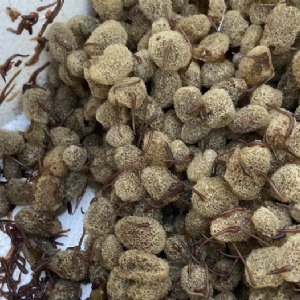 WilliamHill威廉希尔卵茧