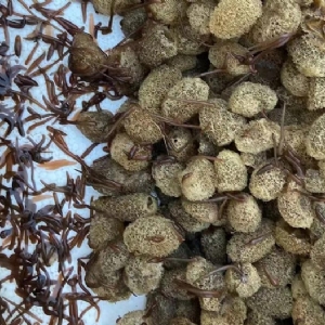 WilliamHill威廉希尔卵茧