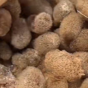 WilliamHill威廉希尔卵茧