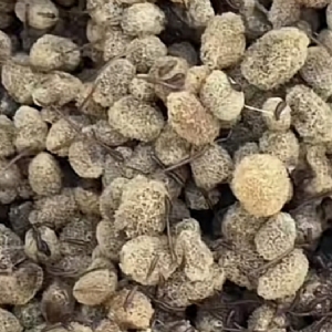 WilliamHill威廉希尔卵茧