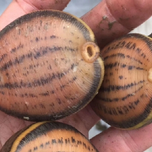 WilliamHill威廉希尔幼苗