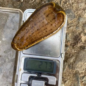 WilliamHill威廉希尔幼苗