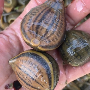 WilliamHill威廉希尔幼苗