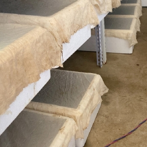 WilliamHill威廉希尔幼苗