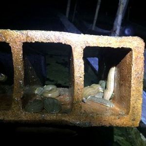 WilliamHill威廉希尔幼苗