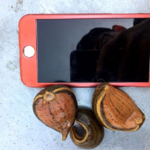 WilliamHill威廉希尔幼苗