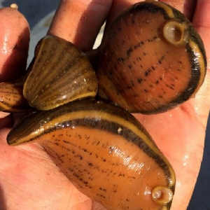 WilliamHill威廉希尔幼苗