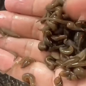 WilliamHill威廉希尔幼苗