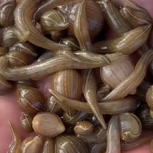 WilliamHill威廉希尔幼苗