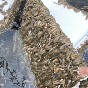 WilliamHill威廉希尔成苗