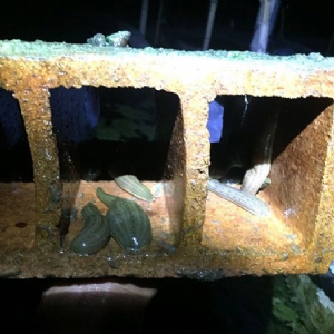 WilliamHill威廉希尔成苗